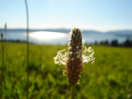 Golden Lake