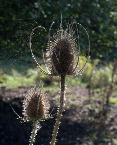 Distel in het zonlicht met spinnenweb