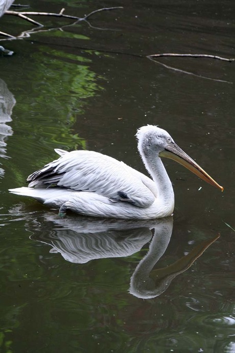 weerspiegeling van een pelikaan