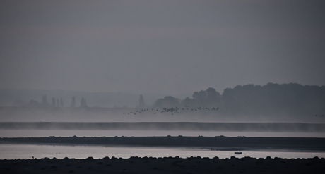 kraanvogels op le lac du Der, 1