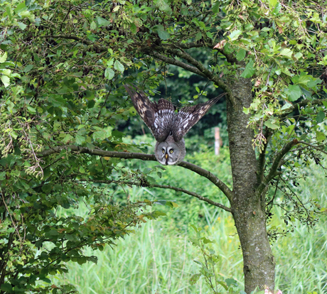 Laplanduil