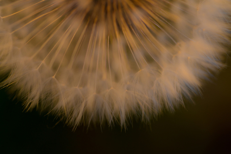 paardenbloem