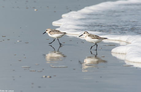 drieteenstrandlopers