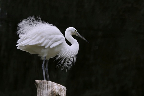 Kleine Zilverreiger