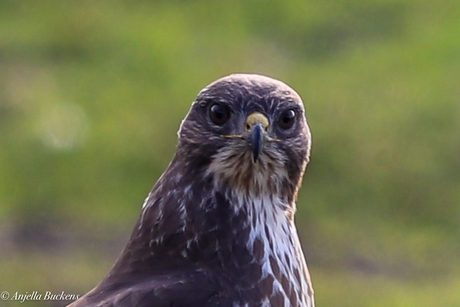 buizerd