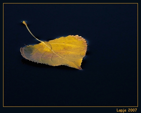 One coloured leaf, that 's all...