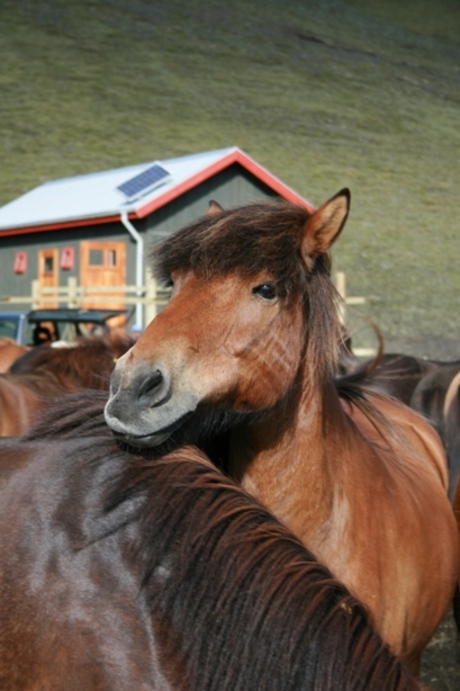 IJslandse pony's