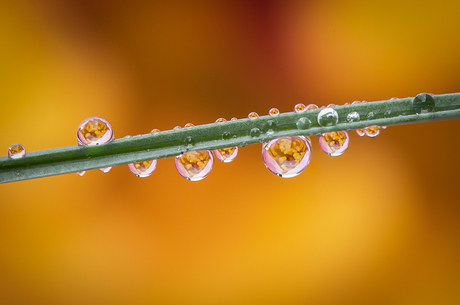 Pioenroos reflecterend in waterdruppels