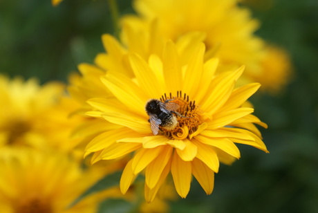 bloem met hommel