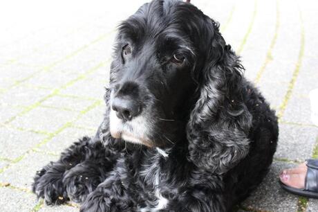 Engelse cocker spaniel