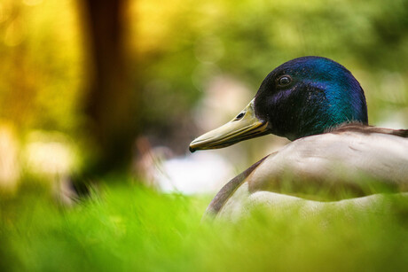 Spring Duck