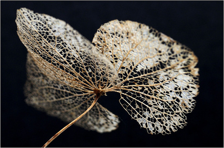 Kanten Hortensia ..