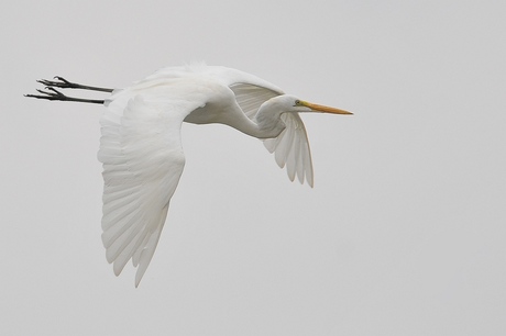 witte reiger.