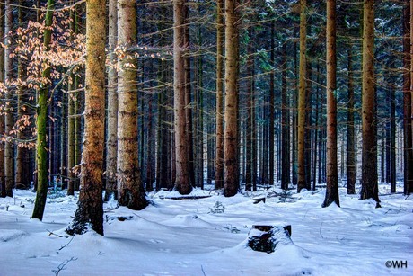 Bos in de sneeuw