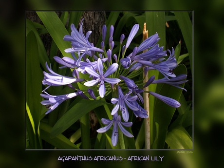 African lily ...............................