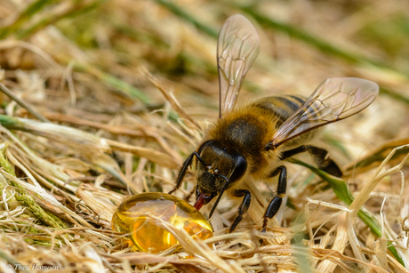 A drop of honey.....delicious