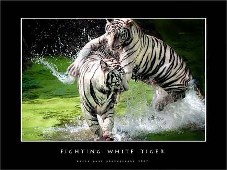 Fighting white tiger! (2)