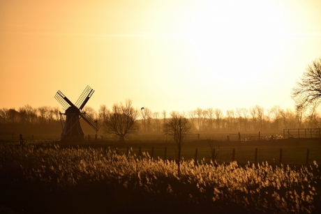 Molen in de namiddag