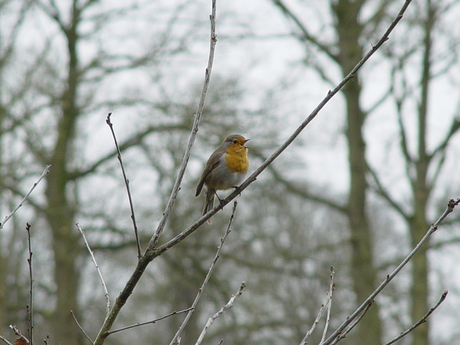 vogeltje wat zing je vroeg