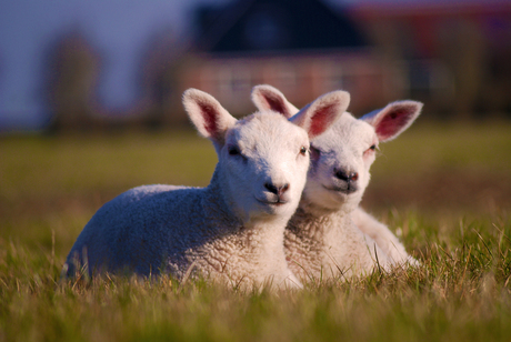 Lammetjes in de lente