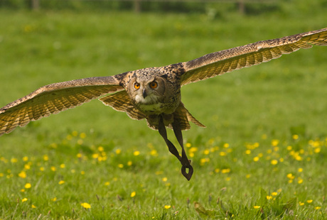 Roofvogels