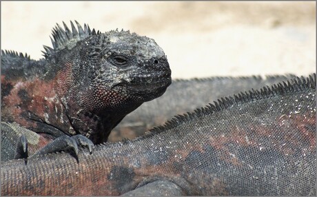 Marine Iguana