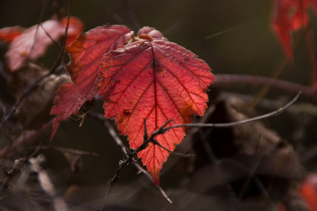 Herfstblad