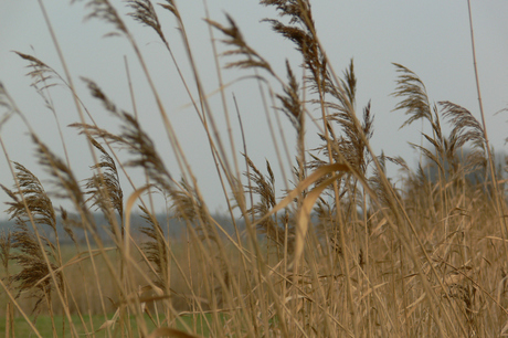 Riet in de wind