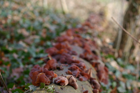 Paddestoelen op boom