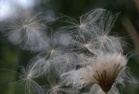 een briesje