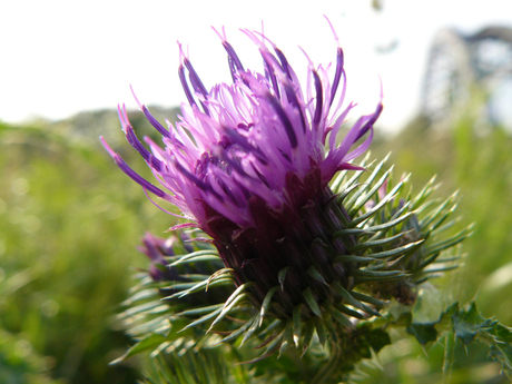 Kruldistel