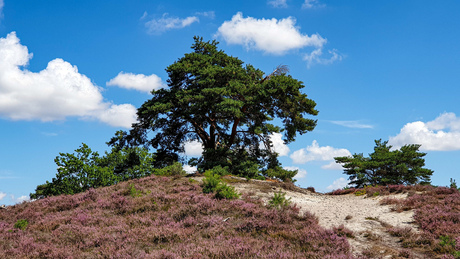 Brunssummerheide 1