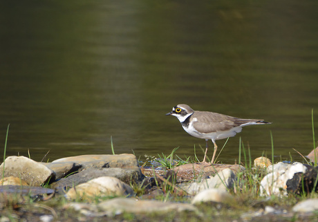 Kleine Plevier (Charadrius Dubius)