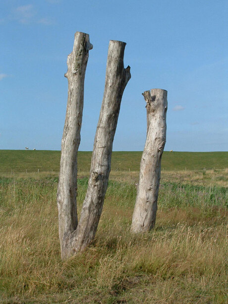 Dode bomen