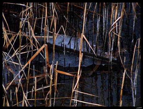 Ijsplaat in het riet