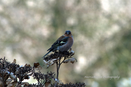 Vink in de tuin