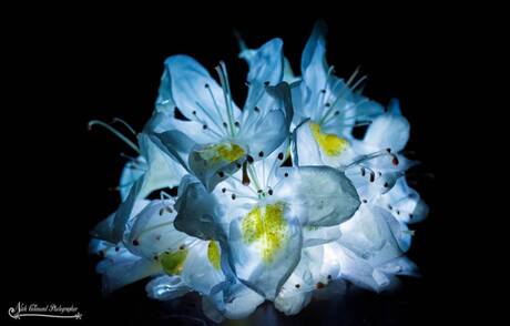 Transparant Flower