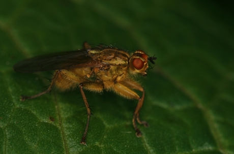 Scatophagidae Stercoraria