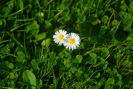 2 Margrietjes