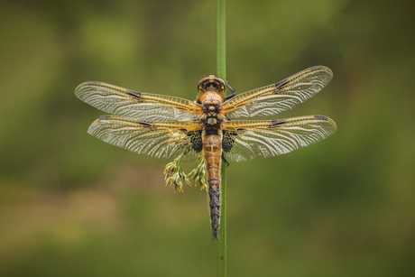 Beautiful Wings