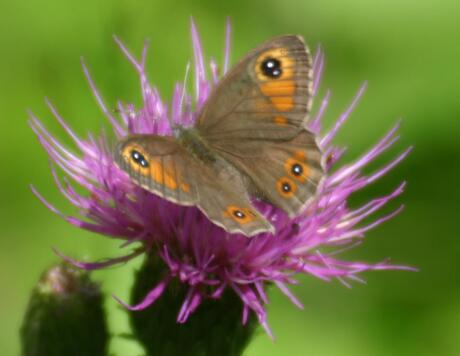 Grote argusvlinder of Rotsvlinder of Lasiommata maera f.borealis mannetje