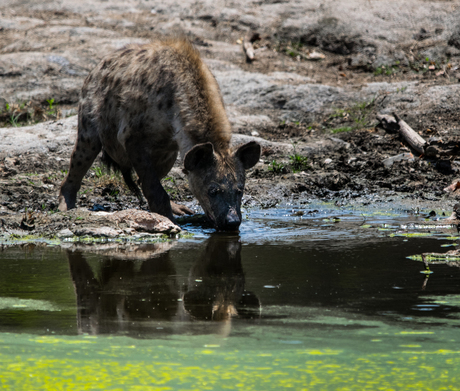 Drinkende hyena