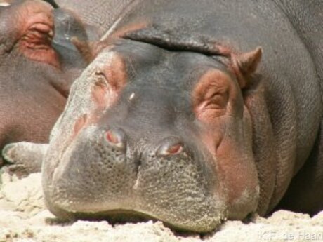 Slapende nijlpaard