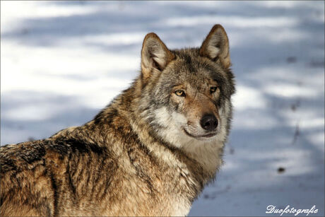 Wolf in de sneeuw