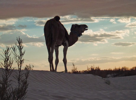 kameel bij avond
