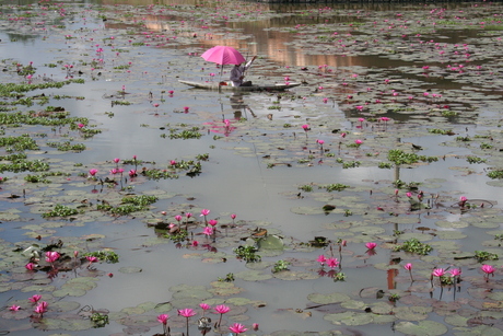 Roze lotus
