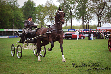 Paarden Concours