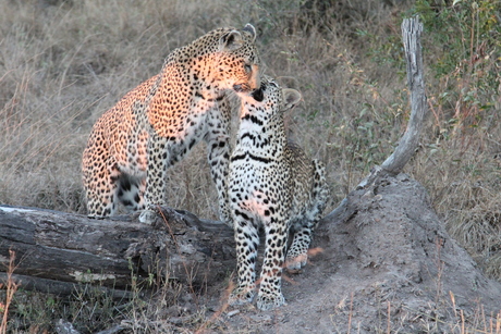 Vrouwtjes luipaard met jong in Kruger Park