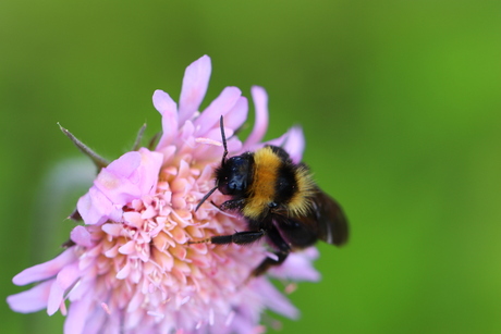 Bloemetje en het bijtje