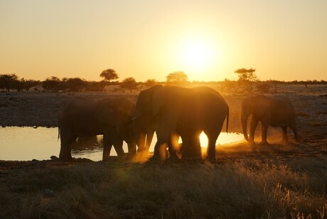 Elephants at sundown
